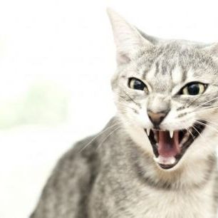 輸入壁紙 カスタム壁紙 PHOTOWALL / Angry Cat (e24124)
