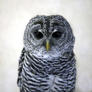 輸入壁紙 カスタム壁紙 PHOTOWALL / Rufous Legged Owl (e24132)