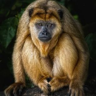 輸入壁紙 カスタム壁紙 PHOTOWALL / Golden Monkey (e24133)