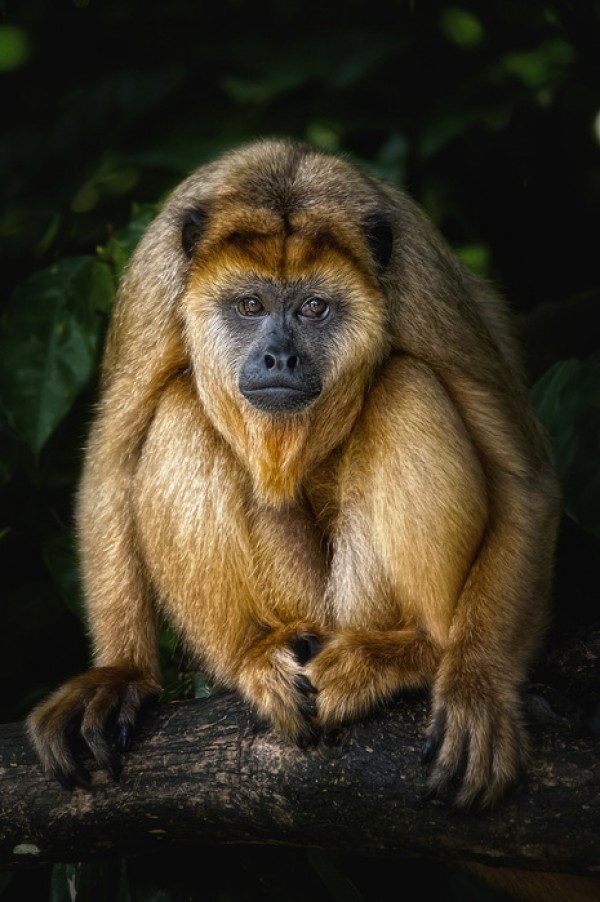 輸入壁紙 カスタム壁紙 PHOTOWALL / Golden Monkey (e24133)