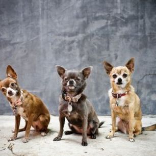 輸入壁紙 カスタム壁紙 PHOTOWALL / Chihuahua Trio (e24136)
