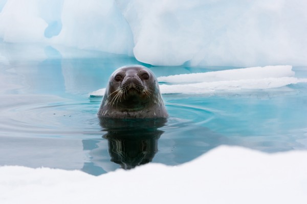 輸入壁紙 カスタム壁紙 PHOTOWALL / Curious Seal (e24137)
