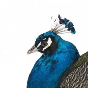 輸入壁紙 カスタム壁紙 PHOTOWALL / Portrait of a Peacock (e24141)