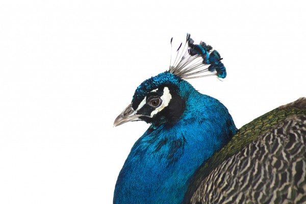 輸入壁紙 カスタム壁紙 PHOTOWALL / Portrait of a Peacock (e24141)