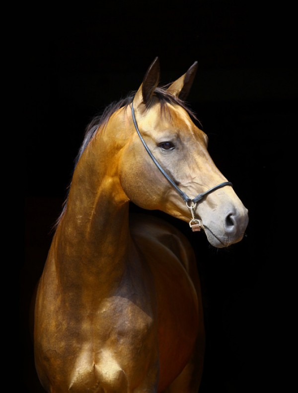 輸入壁紙 カスタム壁紙 PHOTOWALL / Golden Horse (e24147)