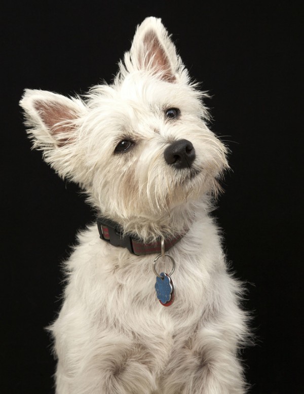 輸入壁紙 カスタム壁紙 PHOTOWALL / West Highland Terrier (e24351)