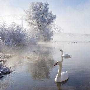 輸入壁紙 カスタム壁紙 PHOTOWALL / Icy Swan Lake (e24352)