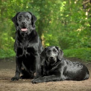 輸入壁紙 カスタム壁紙 PHOTOWALL / Two Black Labradors (e24355)