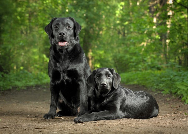 輸入壁紙 カスタム壁紙 PHOTOWALL / Two Black Labradors (e24355)