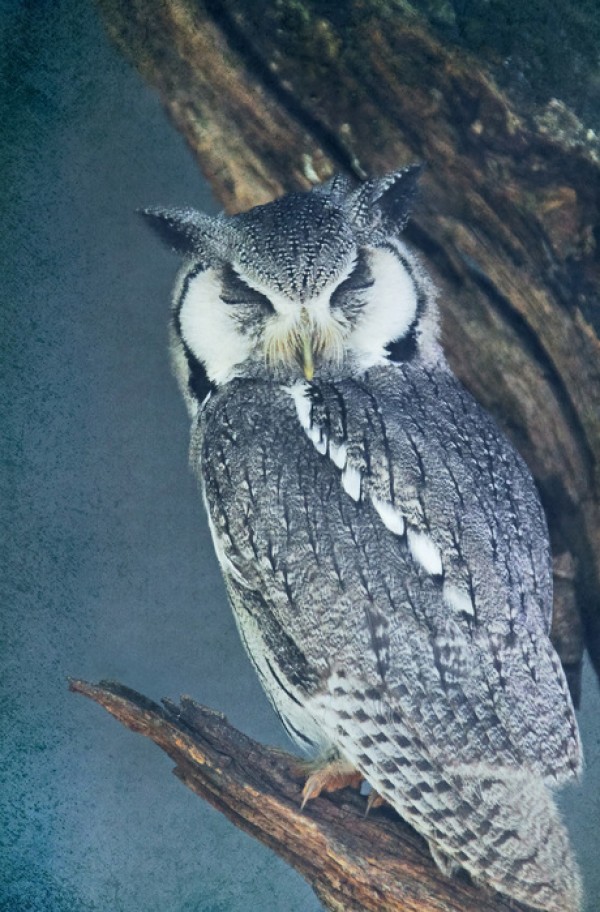 輸入壁紙 カスタム壁紙 PHOTOWALL / Sleeping Owl (e24359)
