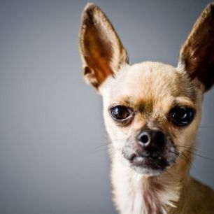 輸入壁紙 カスタム壁紙 PHOTOWALL / Chihuahua Imitating Lama (e24361)