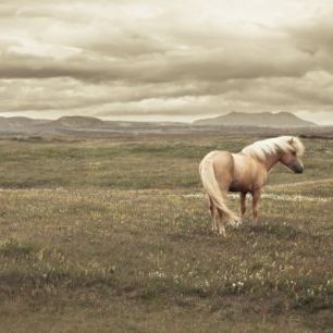 輸入壁紙 カスタム壁紙 PHOTOWALL / Icelandic Horse (e24363)