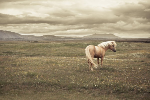 輸入壁紙 カスタム壁紙 PHOTOWALL / Icelandic Horse (e24363)