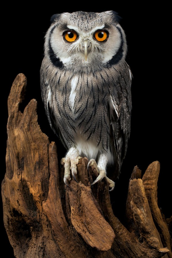 輸入壁紙 カスタム壁紙 PHOTOWALL / White Faced Owl (e24368)