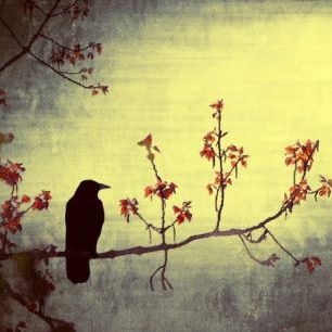輸入壁紙 カスタム壁紙 PHOTOWALL / Crow on Flowering Branch (e24370)