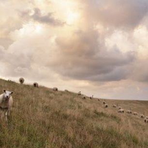 輸入壁紙 カスタム壁紙 PHOTOWALL / Attentive Sheep (e24373)