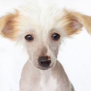 輸入壁紙 カスタム壁紙 PHOTOWALL / Hairless Chinese Crested Puppy (e24547)