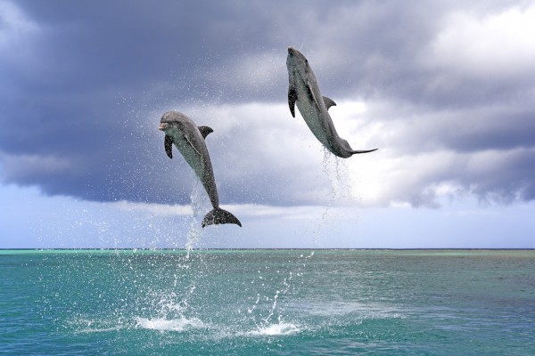 輸入壁紙 カスタム壁紙 PHOTOWALL / Jumping Dolphins (e24550)