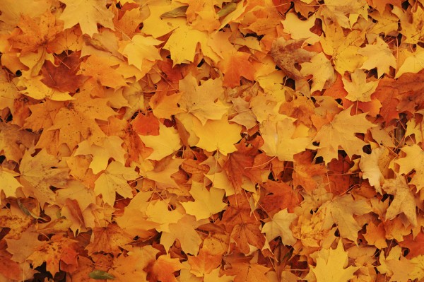 輸入壁紙 カスタム壁紙 PHOTOWALL / Bed of Autumn Maple Leaves (e24602)