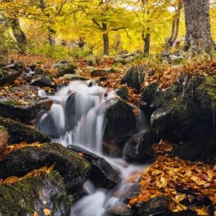 輸入壁紙 カスタム壁紙 PHOTOWALL / Splashes of Autumn (e24588)
