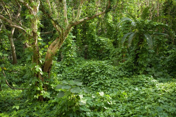 輸入壁紙 カスタム壁紙 PHOTOWALL / Ancient Ruins Covered by Tropical Jungle (e24683)