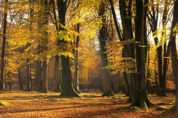 輸入壁紙 カスタム壁紙 PHOTOWALL / Autumn Scented Woods (e24618)