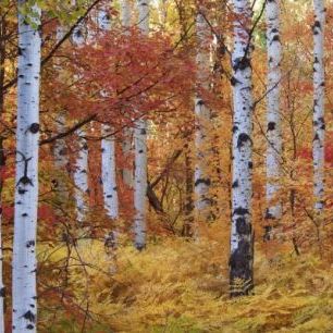 輸入壁紙 カスタム壁紙 PHOTOWALL / Autumn Birches of the Rocky Mountains (e24622)