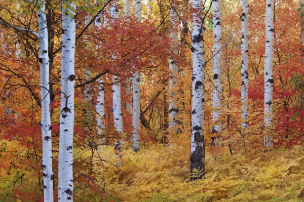 輸入壁紙 カスタム壁紙 PHOTOWALL / Autumn Birches of the Rocky Mountains (e24622)