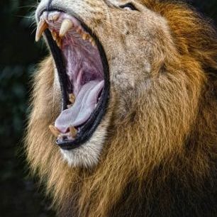 輸入壁紙 カスタム壁紙 PHOTOWALL / African Lion (e24634)