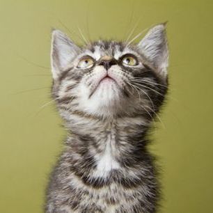 輸入壁紙 カスタム壁紙 PHOTOWALL / Wondering Kitten (e24635)