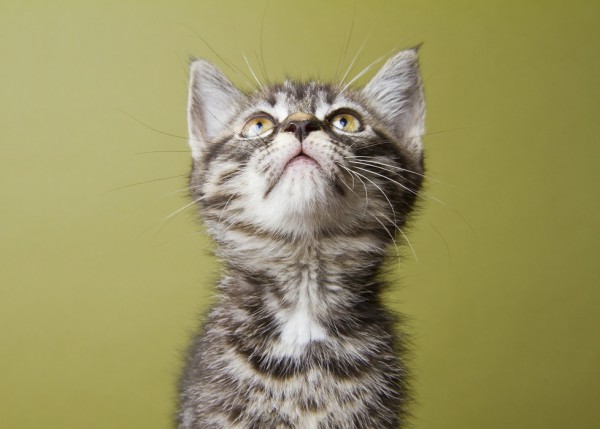 輸入壁紙 カスタム壁紙 PHOTOWALL / Wondering Kitten (e24635)