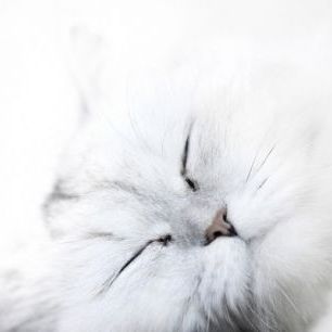 輸入壁紙 カスタム壁紙 PHOTOWALL / White Cat (e24636)