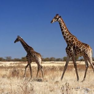 輸入壁紙 カスタム壁紙 PHOTOWALL / Giraffes at Etosha National Park (e24638)