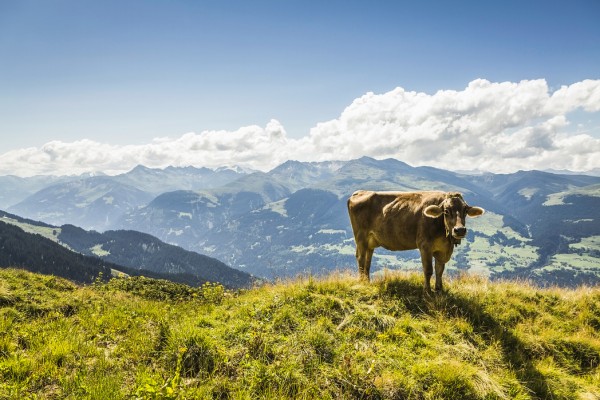 輸入壁紙 カスタム壁紙 PHOTOWALL / Cow Grazing on Grassy Hillside (e24640)