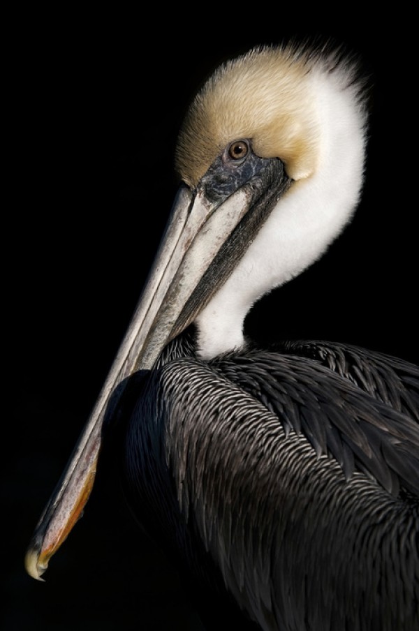 輸入壁紙 カスタム壁紙 PHOTOWALL / Pelican Portrait (e24641)