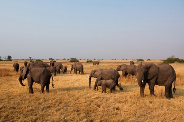 輸入壁紙 カスタム壁紙 PHOTOWALL / African Elephant Herd (e24643)