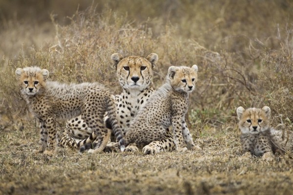 輸入壁紙 カスタム壁紙 PHOTOWALL / Cheetah Cubs and Mother (e24644)
