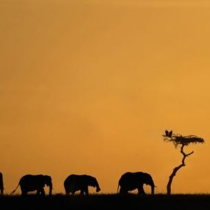 輸入壁紙 カスタム壁紙 PHOTOWALL / Herd of Elephants and Vultures at Sunrise (e24646)