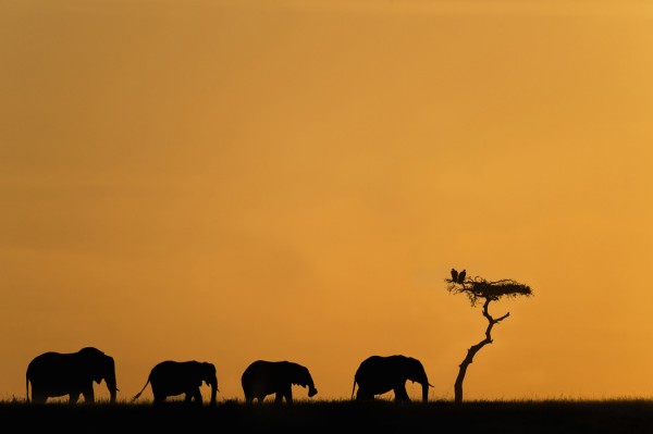 輸入壁紙 カスタム壁紙 PHOTOWALL / Herd of Elephants and Vultures at Sunrise (e24646)