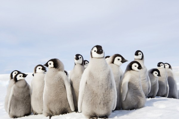 輸入壁紙 カスタム壁紙 PHOTOWALL / Group of Emperor Penguin Chicks (e24653)