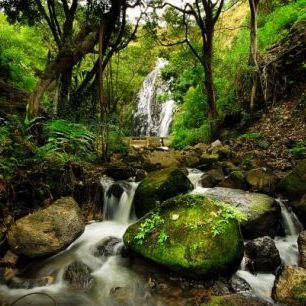 輸入壁紙 カスタム壁紙 PHOTOWALL / Peaceful Forest Waterfall (e24712)