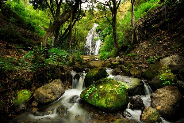 輸入壁紙 カスタム壁紙 PHOTOWALL / Peaceful Forest Waterfall (e24712)