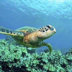 輸入壁紙 カスタム壁紙 PHOTOWALL / Sea Turtle in Coral (e24724)