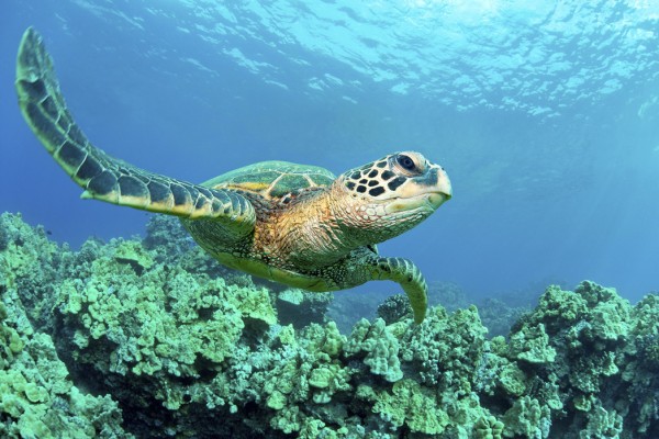 輸入壁紙 カスタム壁紙 PHOTOWALL / Sea Turtle in Coral (e24724)