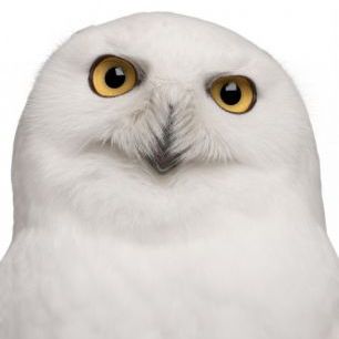 輸入壁紙 カスタム壁紙 PHOTOWALL / Snowy Owl (e24725)