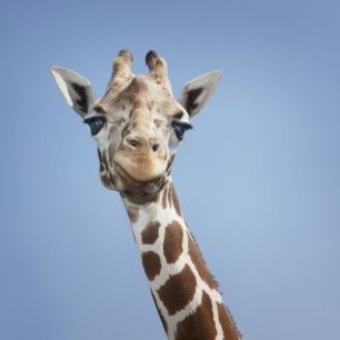 輸入壁紙 カスタム壁紙 PHOTOWALL / Tallest Giraffe (e24729)