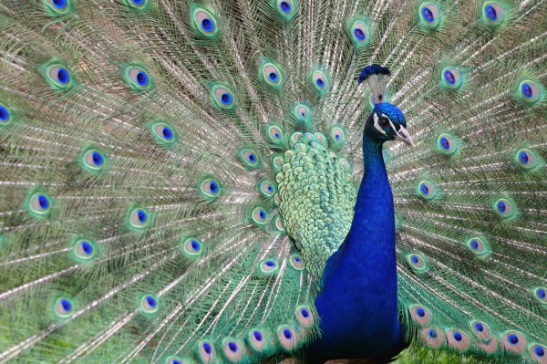 輸入壁紙 カスタム壁紙 PHOTOWALL / Peacock Showing off (e24735)