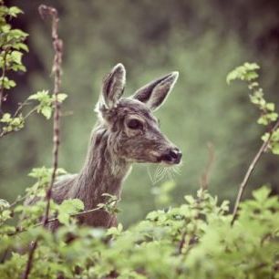 輸入壁紙 カスタム壁紙 PHOTOWALL / Deer in Forest (e24746)