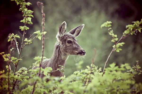 輸入壁紙 カスタム壁紙 PHOTOWALL / Deer in Forest (e24746)