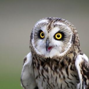 輸入壁紙 カスタム壁紙 PHOTOWALL / Short-Eared Owl (e24747)